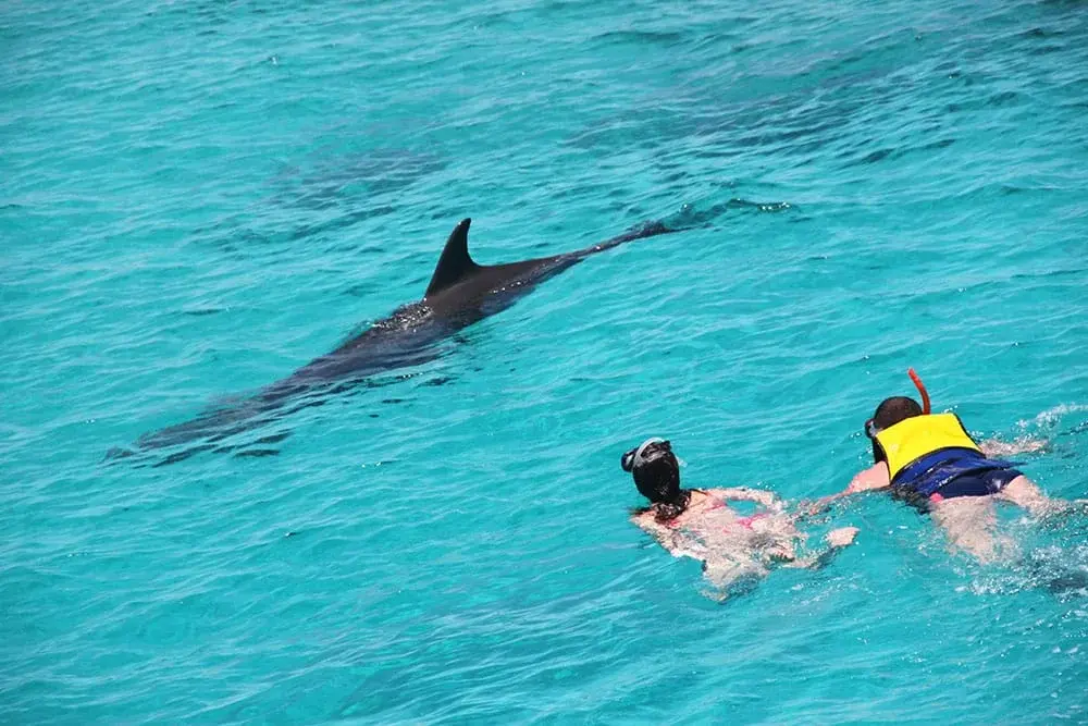 Dolphin House Hurghada – Swim with Wild Dolphins